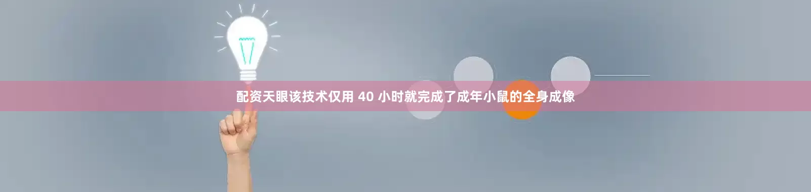 配资天眼该技术仅用 40 小时就完成了成年小鼠的全身成像